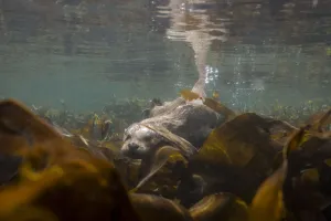 European river otter (Lutra lutra) swimming over kelp, Shetland, Scotland, UK, April European river otter (Lutra lutra) swimming over kelp, Shetland, Scotland, UK, April