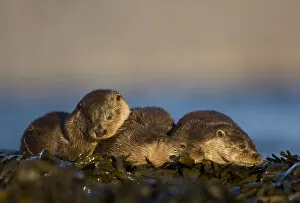 Images Dated 30th November 2009: Three European river otters (Lutra lutra) resting amongst seaweed, Isle of Mull, Inner Hebrides