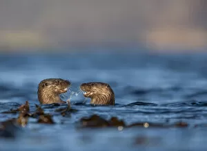 Images Dated 30th November 2009: Two European river otters (Lutra lutra) play fighting in the water, Isle of Mull
