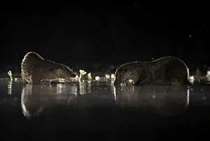 European river otters (Lutra lutra) reflection in the water at night European river otters (Lutra lutra) reflection in the water at night