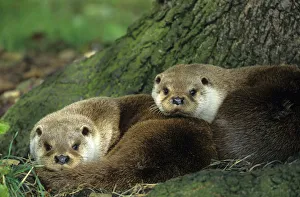Two European river otters {Lutra lutra} huddled together by tree trunk, captive, Norfolk Two European river otters {Lutra lutra} huddled together by tree trunk, captive, Norfolk