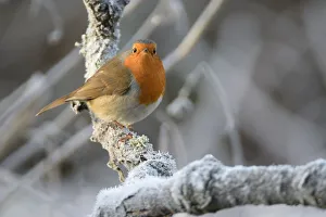 European robin (Erithacus rubecula) perched on a hoar frosted branch on a cold winter European robin (Erithacus rubecula) perched on a hoar frosted branch on a cold winter
