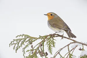 European robin (Erithacus rubecula) perched on snowy branch, Southern Norway. January European robin (Erithacus rubecula) perched on snowy branch, Southern Norway. January