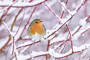Erithacus Rubecula Gallery: European robin (Erithacus rubecula) perched on snow-covered branch, Richmond Park, London, UK