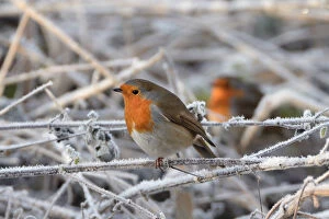 Erithacus Rubecula Gallery: Two European robins (Erithacus rubecula) perched among hoar frosted vegetation