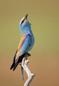 European Roller (Coracias garrulus) calling, Pusztaszer, Hungary, May 2008 European Roller (Coracias garrulus) calling, Pusztaszer, Hungary, May 2008