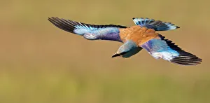 European Roller (Coracias garrulus) in flight, Pusztaszer, Hungary, May 2008 European Roller (Coracias garrulus) in flight, Pusztaszer, Hungary, May 2008