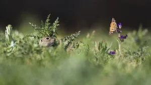 European souslik (Spermophilus citellus) watching Painted lady butterfly (Cynthia cardui European souslik (Spermophilus citellus) watching Painted lady butterfly (Cynthia cardui