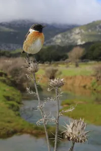 Chat Thrush Gallery: European stonechat (Saxicola rubicola) male perched with mountainous habitat behind