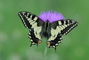 Images Dated 30th June 2014: European swallowtail butterfly (Papilio machaon gorganus) on flower, Mercantour National Park
