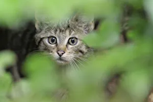 European wild cat (Felis silvestris) kitten portrait, Bavarian Forest National Park European wild cat (Felis silvestris) kitten portrait, Bavarian Forest National Park