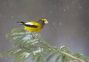 Evening Grosbeak (Coccothraustes vespertinus) male perched on spruce branch with falling Evening Grosbeak (Coccothraustes vespertinus) male perched on spruce branch with falling