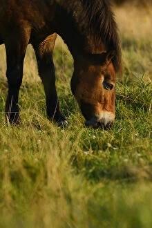 Images Dated 8th September 2012: Exmoor ponies, one of the oldest and most primitive horse breeds in Europe, Keent Nature Reserve