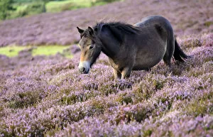 Images Dated 21st August 2009: Exmoor pony {Equus caballus} walking amongst flowering heather {Ericaceae}, near Porlock Hill