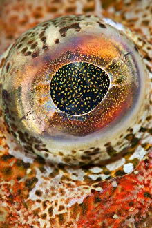 Eye detail of Red Irish lord (Hemilepidotus hemilepidotus). Browning Pass, Port Hardy Eye detail of Red Irish lord (Hemilepidotus hemilepidotus). Browning Pass, Port Hardy