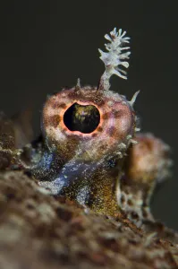 Eye detail of Topknot (Zeugopterus punctatus) flatfish, Loch Fyne, Argyll, Scotland, UK Eye detail of Topknot (Zeugopterus punctatus) flatfish, Loch Fyne, Argyll, Scotland, UK