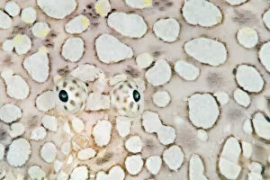 Images Dated 31st January 2014: Eyes of Margined sole fish (Brachirus heterolapis) on its camouflaged body
