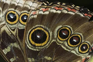 Eyespots on wing of Giant owl butterfly, (Caligo memnon) Tortuguero National Park Eyespots on wing of Giant owl butterfly, (Caligo memnon) Tortuguero National Park