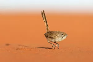 Songbird Gallery: Eyrean Grasswren (Amytornis goyderi) in typical hopping motion, Andado Station