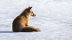 Ezo red fox (Vulpes vulpes schrencki) sitting on snow, licking lips after eating Vole Ezo red fox (Vulpes vulpes schrencki) sitting on snow, licking lips after eating Vole