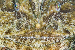 Face of an Anglerfish (Lophius piscatorius), Chesil Beach, Dorset, UK, English Channel Face of an Anglerfish (Lophius piscatorius), Chesil Beach, Dorset, UK, English Channel