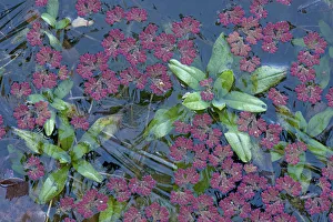 Fairy fern (Azolla filiculoides) and Water forget me not (Myosotis scorpioides) in Fairy fern (Azolla filiculoides) and Water forget me not (Myosotis scorpioides) in