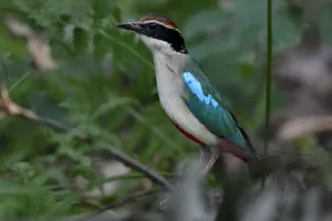Wild wonders china/fairy pitta pitta nympha forest guangshui Wild wonders china/fairy pitta pitta nympha forest guangshui