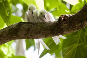 Fairy Tern (Gygis alba) pair, Cousin Island, Republic of Seychelles Fairy Tern (Gygis alba) pair, Cousin Island, Republic of Seychelles