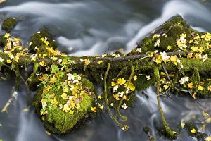 Fallen branch and moss covered rocks, Black River Crna Rijeka springs, Plitvice Lakes NP Croatia Fallen branch and moss covered rocks, Black River Crna Rijeka springs, Plitvice Lakes NP Croatia