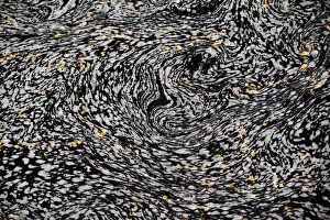 Fallen leaves and swirling foam patterns in River Affric, Glen Affric NNR, Cairngorms NP Fallen leaves and swirling foam patterns in River Affric, Glen Affric NNR, Cairngorms NP