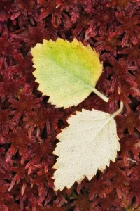Fallen Silver Birch (Betula pendula) leaves on Sphagnum Moss (Sphagnum capillifolium) Fallen Silver Birch (Betula pendula) leaves on Sphagnum Moss (Sphagnum capillifolium)