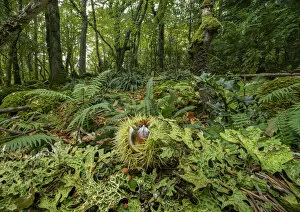 Ascomycota Gallery: A fallen Sweet chestnut fruit (Castanea sativa) lying on the woodland floor