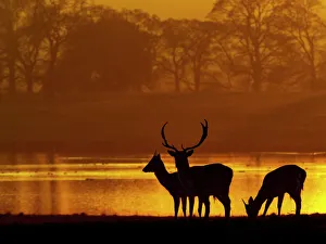 Fallow deer (Cervus dama) stags at sunset, Holkham Park, North Norfolk, UK, January Fallow deer (Cervus dama) stags at sunset, Holkham Park, North Norfolk, UK, January