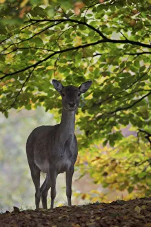 Fallow deer (Dama dama) does portrait, Klampenborg Dyrehaven, Denmark, October 2008 Fallow deer (Dama dama) does portrait, Klampenborg Dyrehaven, Denmark, October 2008
