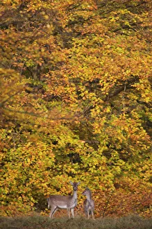 Fallow deer (Dama dama) female and juvenile, in front of Beech trees in full autumn colour Fallow deer (Dama dama) female and juvenile, in front of Beech trees in full autumn colour