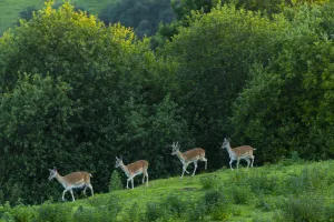 Fallow deer (Dama dama) stags, captive, Cabarceno Park, Cantabria, Spain, June Fallow deer (Dama dama) stags, captive, Cabarceno Park, Cantabria, Spain, June