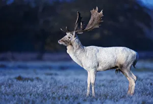 Fallow deer (Dama dama) white stag on frosty morning, Bushy Park, London, UK. November Fallow deer (Dama dama) white stag on frosty morning, Bushy Park, London, UK. November