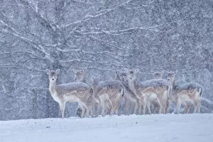 Images Dated 19th January 2013: Fallow deer heard (Dama dama) in heavy snow