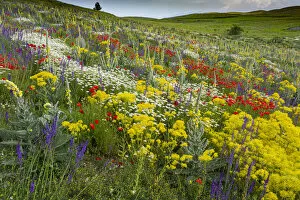 Fallow field in flower containing Poppy (Papaver rhoeas), Woad (Isatis tinctoria)