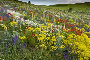 Fallow field in flower containing Poppy (Papaver rhoeas), Woad (Isatis tinctoria) Fallow field in flower containing Poppy (Papaver rhoeas), Woad (Isatis tinctoria)