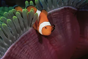 False clown anemonefish (Amphiprion ocellaris) amongst tentacles of sea anemone, Wakatobi Islands False clown anemonefish (Amphiprion ocellaris) amongst tentacles of sea anemone, Wakatobi Islands