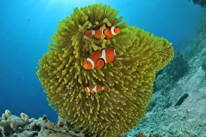 False clown anemonefish (Amphiprion ocellaris) in a magnificent sea anemone (Heteractis False clown anemonefish (Amphiprion ocellaris) in a magnificent sea anemone (Heteractis