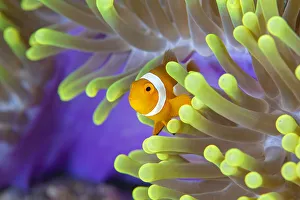False clown anemonefish (Amphiprion ocellaris) looking out of a magnificent sea anemone False clown anemonefish (Amphiprion ocellaris) looking out of a magnificent sea anemone