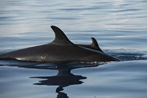 False killer whales (Pseudorca crassidens) at surface. Tenerife, Canary Islands False killer whales (Pseudorca crassidens) at surface. Tenerife, Canary Islands