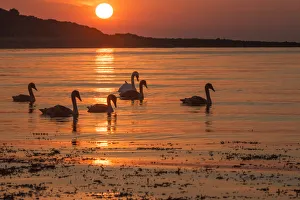 Family of six Mute swans (Cygnus olor) at sunrise, silhouetted in waters of Lamlash Bay Family of six Mute swans (Cygnus olor) at sunrise, silhouetted in waters of Lamlash Bay