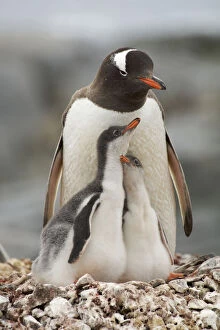Family portrait of Gentoo penguins (Pygoscelis papua) adult with two chicks on the nest