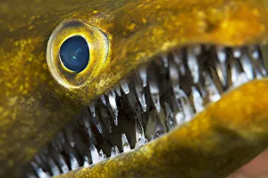 Fangtooth moray (Enchelycore anatina), close up of eye and open mouth with teeth. Tenerife Fangtooth moray (Enchelycore anatina), close up of eye and open mouth with teeth. Tenerife