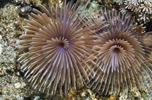 Images Dated 18th December 2007: Feather duster worm (Sabellidae) Rinca, Indonesia