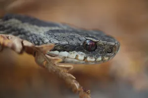 Female Adder (Vipera berus) head portrait, Peak District, UK Female Adder (Vipera berus) head portrait, Peak District, UK