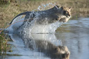 Female African lion (Panthera leo) jumping in to the Khwai river, Okavango Delta Female African lion (Panthera leo) jumping in to the Khwai river, Okavango Delta